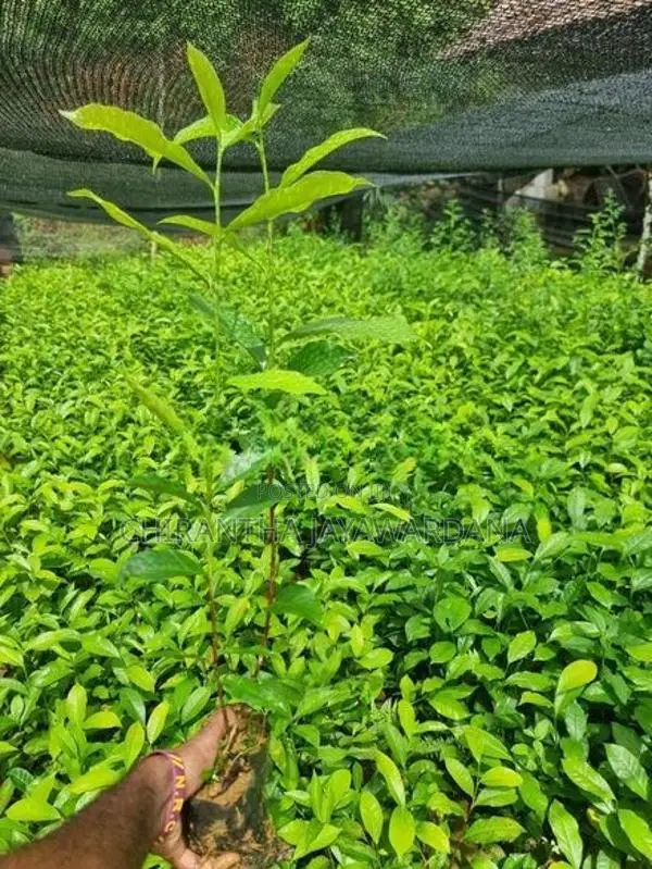 තේ පැළ