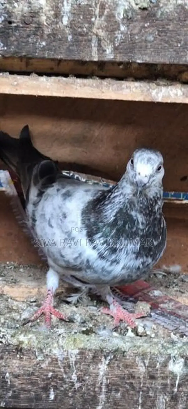 Pigeons