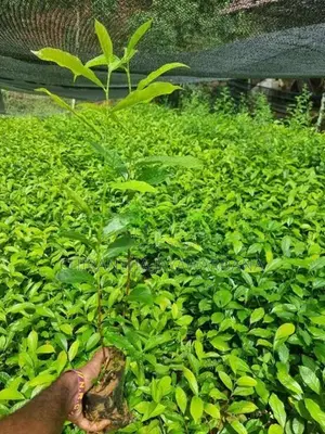 තේ පැළ