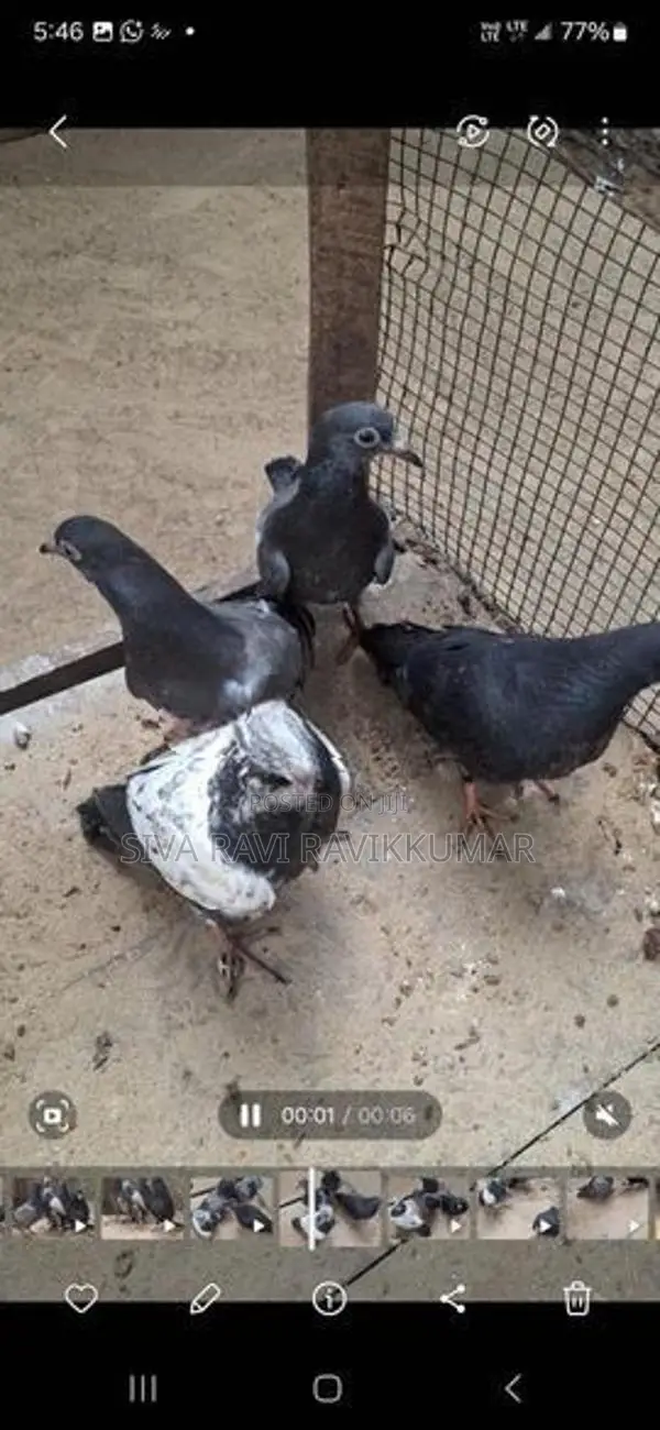 Pigeons