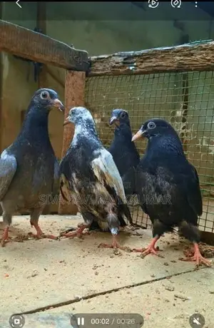 Pigeons