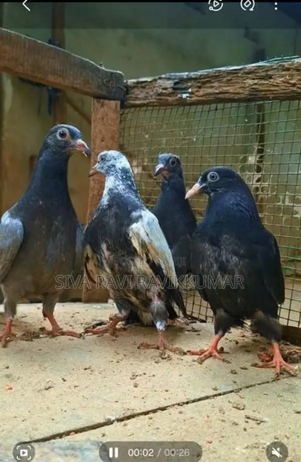 Pigeons