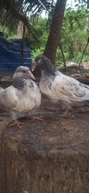 Pigeons