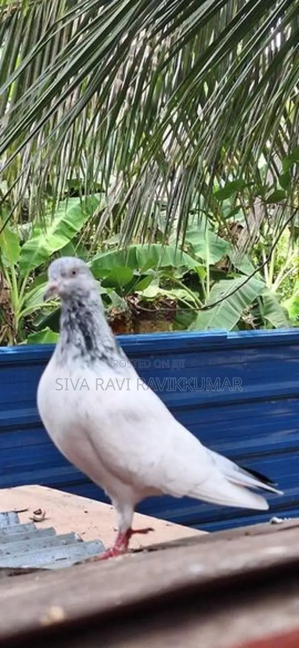 Pigeons