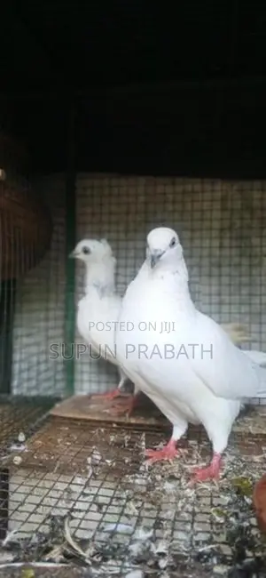 Pigeon