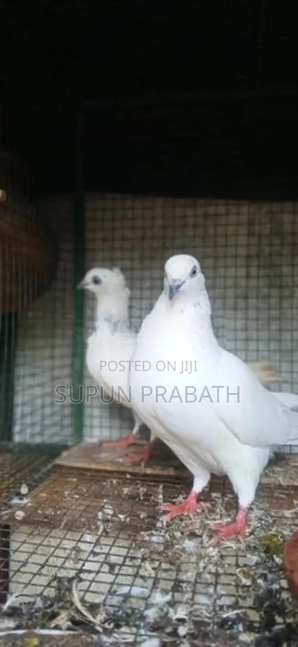 Pigeon