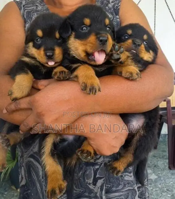 Rottweiler Puppies