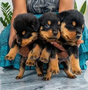 Rottweiler Puppies