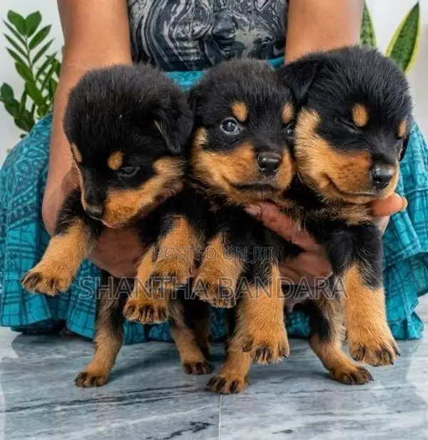 Rottweiler Puppies