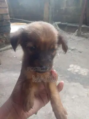 Rottweiler Puppy
