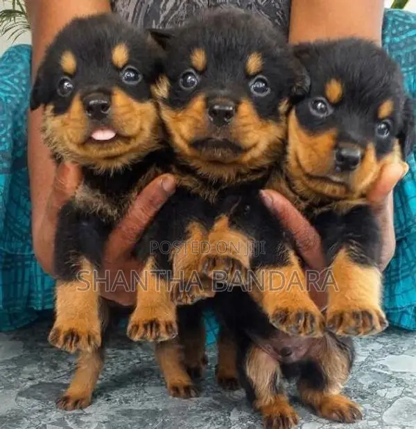 Rottweiler Puppies