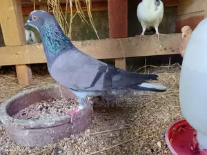 Pigeons