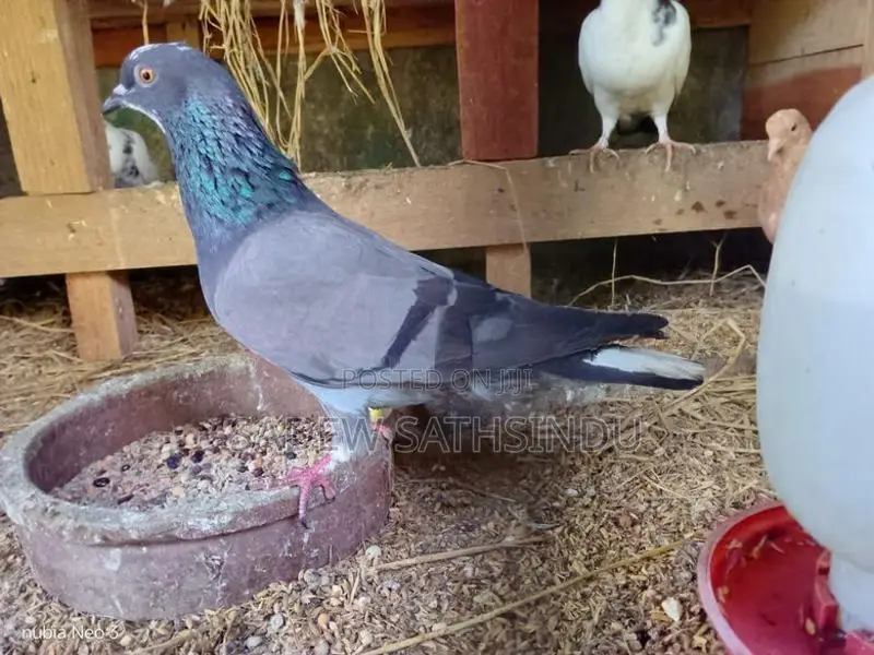 Pigeons