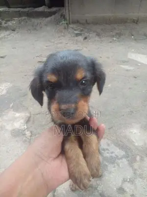 Rottweiler Puppy