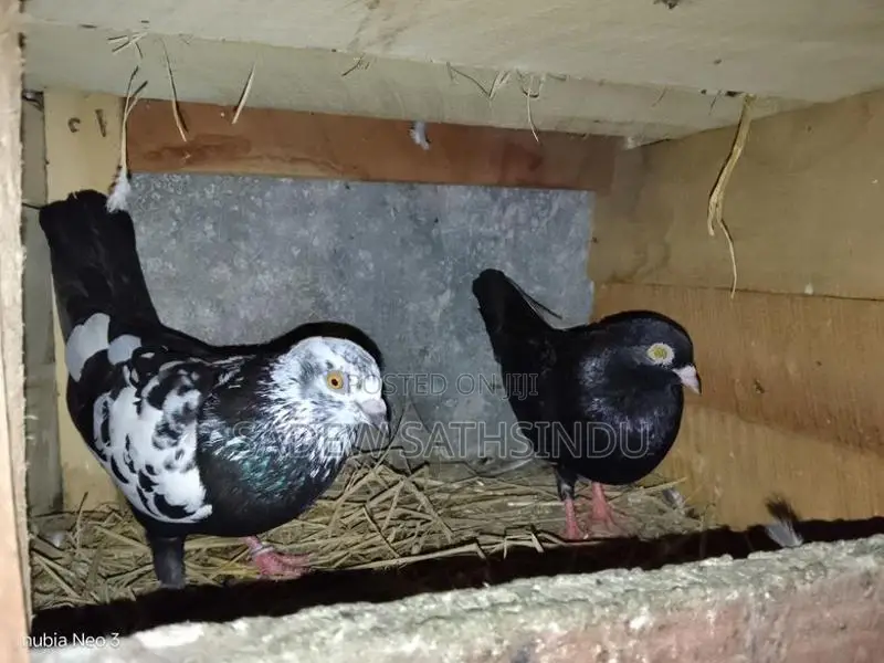 Pigeons