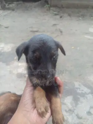 Rottweiler Puppy
