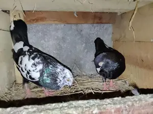 Pigeons