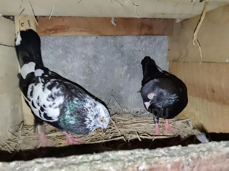 Pigeons
