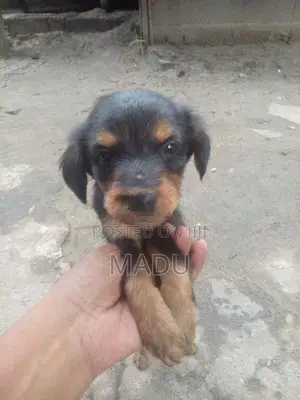 Rottweiler Puppy