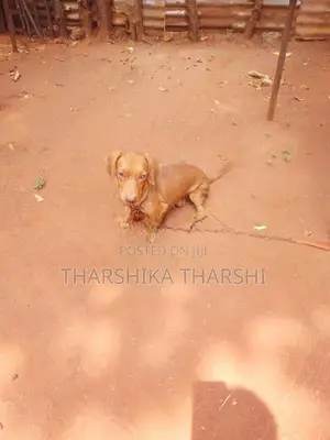 Dachshund Puppy