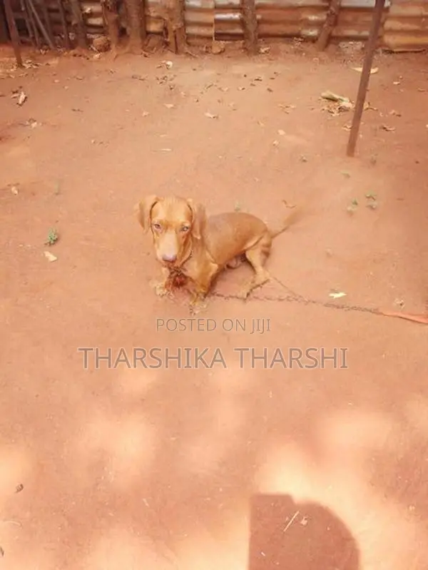 Dachshund Puppy