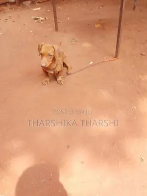 Dachshund Puppy