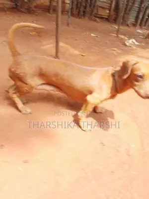 Dachshund Puppy