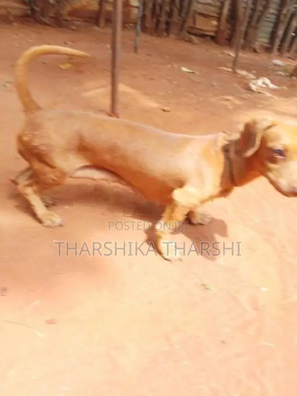Dachshund Puppy