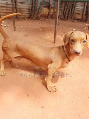 Dachshund Puppy
