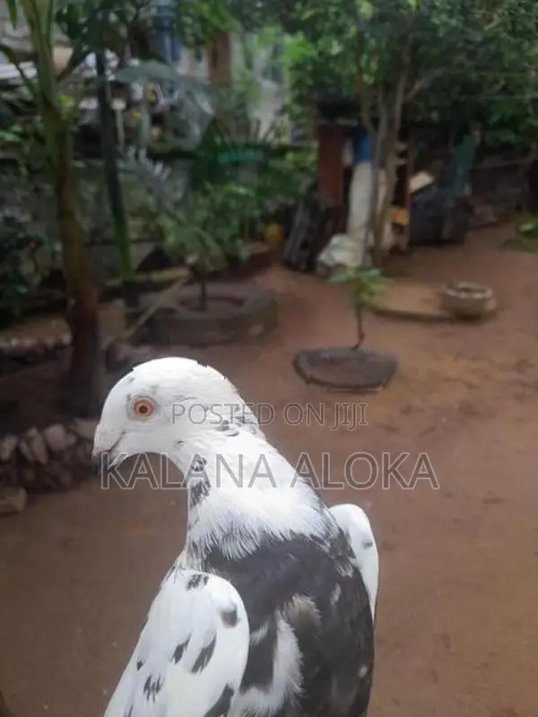 පරවියන්