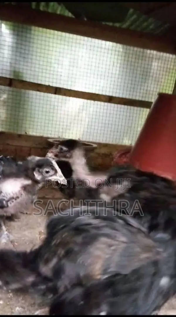 ගම් කුකුල් පැටව්