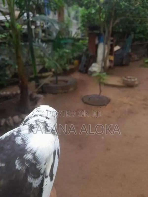 පරවියන්