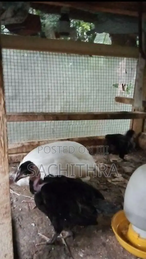 ගම් කුකුල් පැටව්