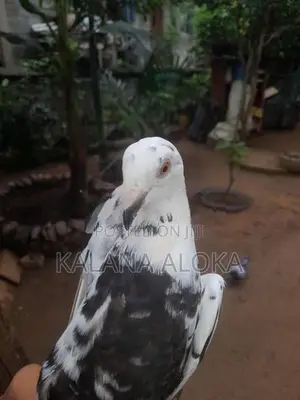 පරවියන්