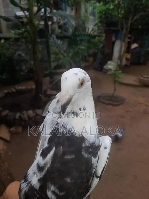 පරවියන්