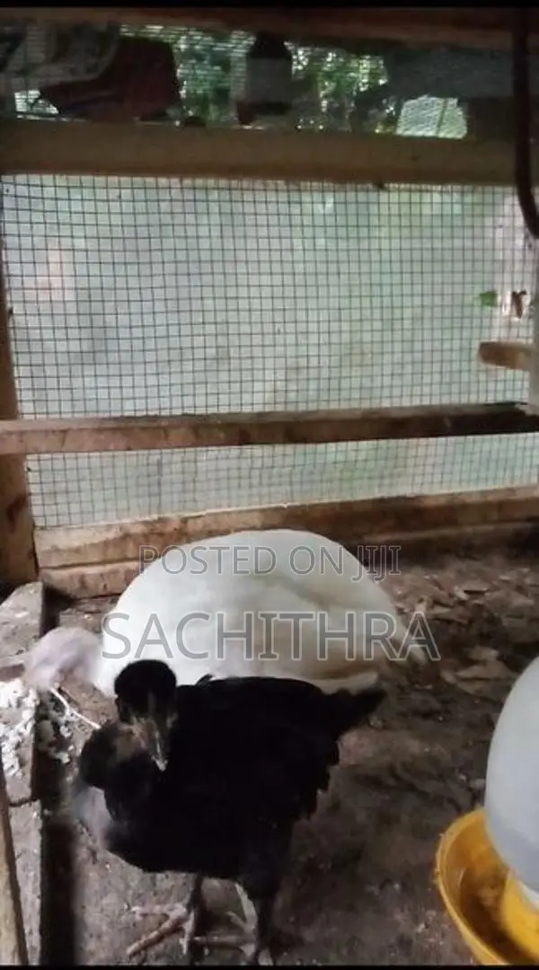 ගම් කුකුල් පැටව්