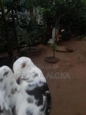 පරවියන්