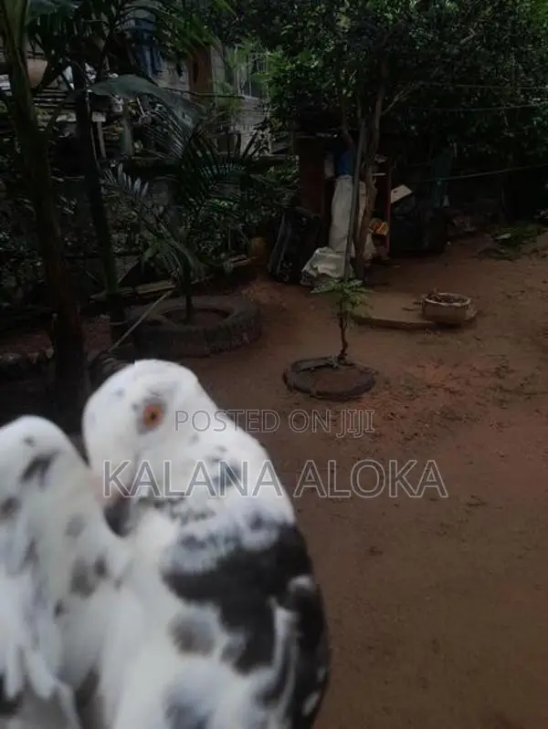 පරවියන්