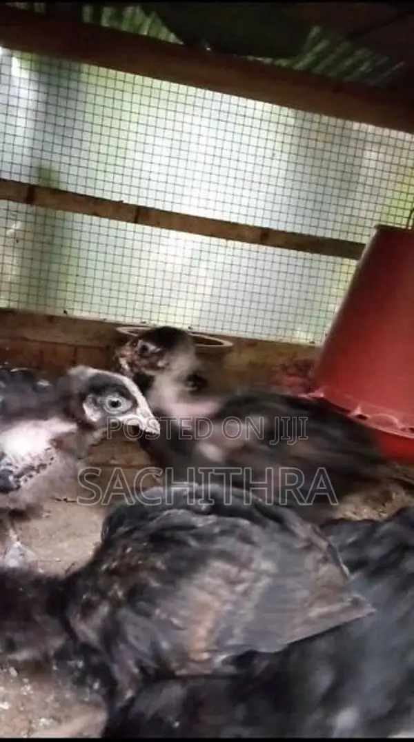 ගම් කුකුල් පැටව්