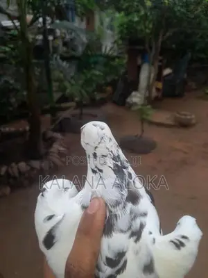 පරවියන්