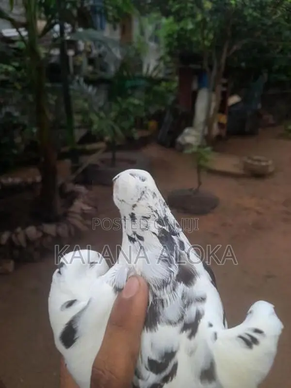 පරවියන්