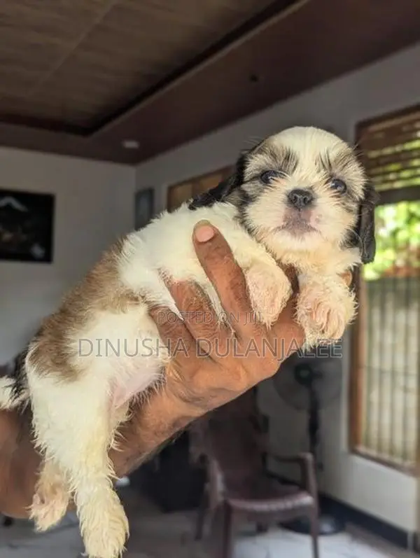 Shih Tzu Puppies