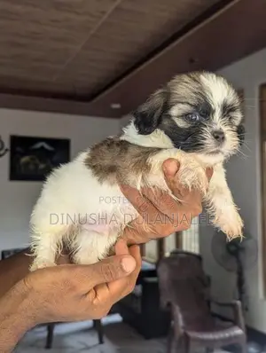 Shih Tzu Puppies