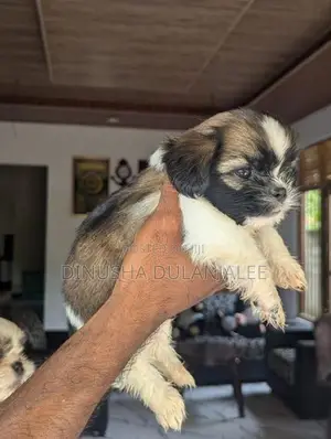 Shih Tzu Puppies