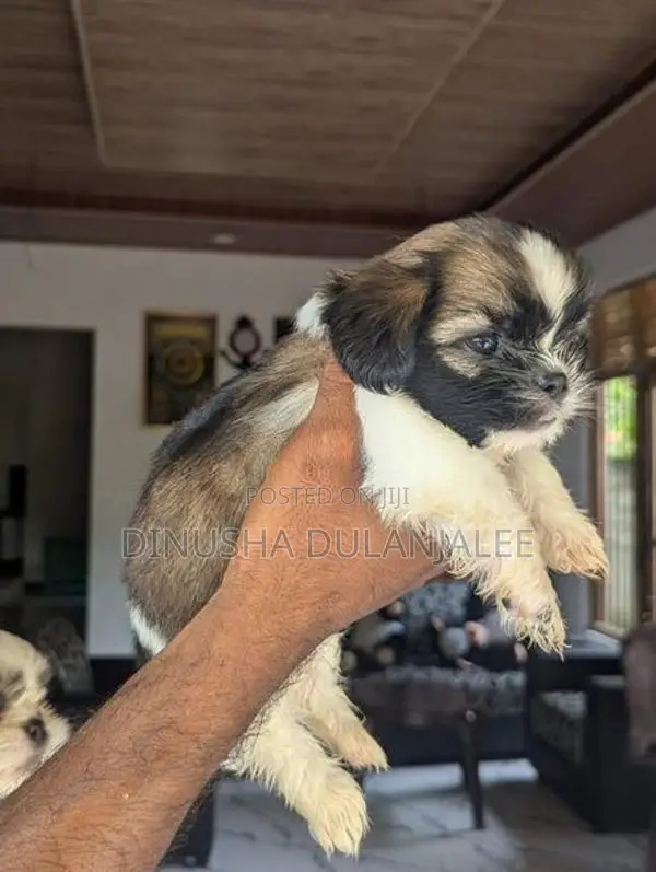 Shih Tzu Puppies