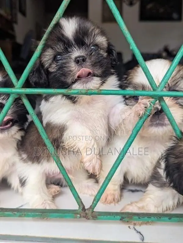 Shih Tzu Puppies
