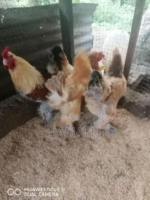 බ්‍රහ්මා කුකුලන්