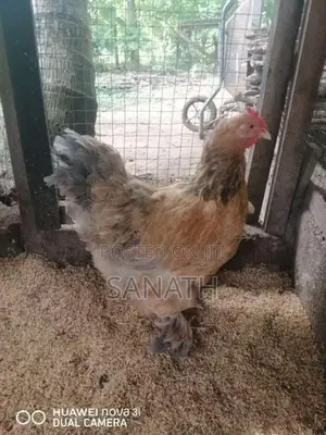 බ්‍රහ්මා කුකුලන්