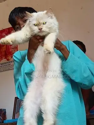 Persian Cat