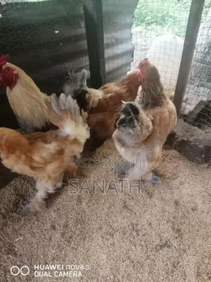 බ්‍රහ්මා කුකුලන්